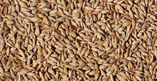 barley-img