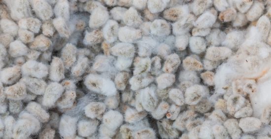 cotton-seeds