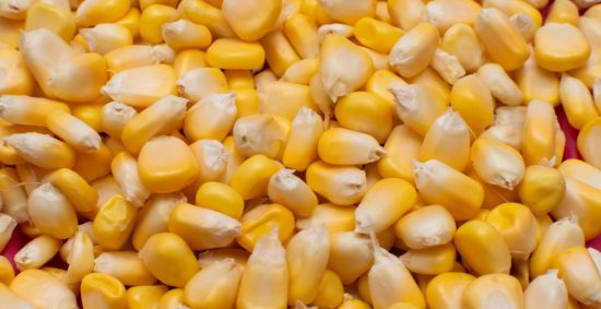 yellow-corn-img
