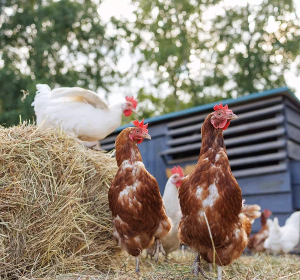 chickens